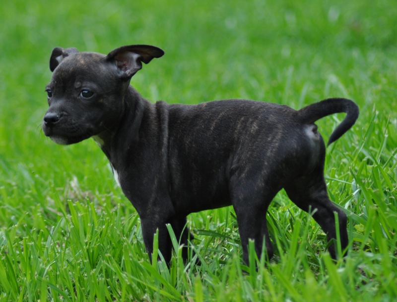 Charlie et drift - Second Mariage Charlie Brown Of Knightwood Oak x Dwilys Dynn So Ham Des Tempêtes du Pays Breton - Page 10 Bbsoa377