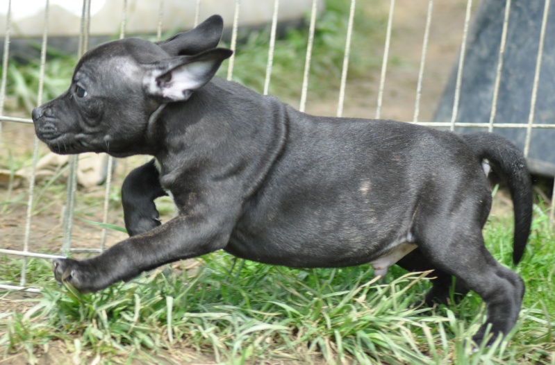 Charlie et drift - Second Mariage Charlie Brown Of Knightwood Oak x Dwilys Dynn So Ham Des Tempêtes du Pays Breton - Page 10 Bbsoa394