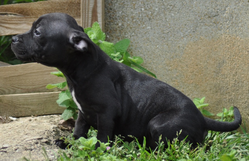 Charlie et drift - Second Mariage Charlie Brown Of Knightwood Oak x Dwilys Dynn So Ham Des Tempêtes du Pays Breton - Page 10 Bbsoa404