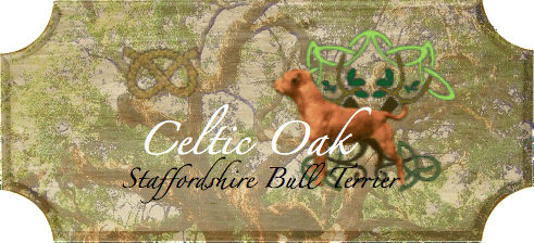 Celtic Oak Update - http://www.staffordshirebullterrier-celticoak.com/ Co_woo10