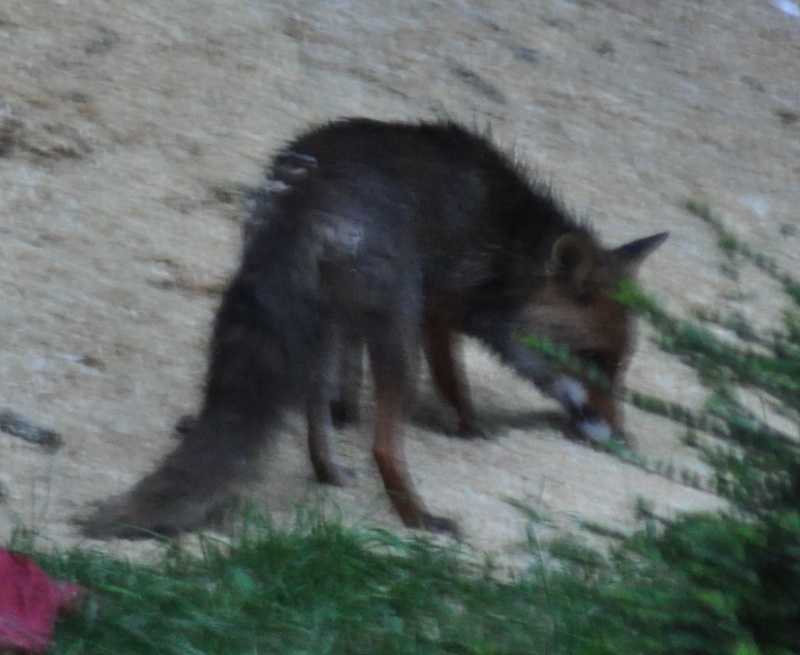 Famille Renard Fox11013