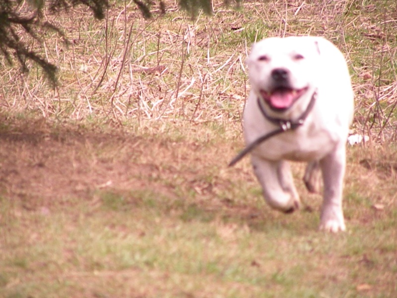 Buddy Staffie à placer Jocker17