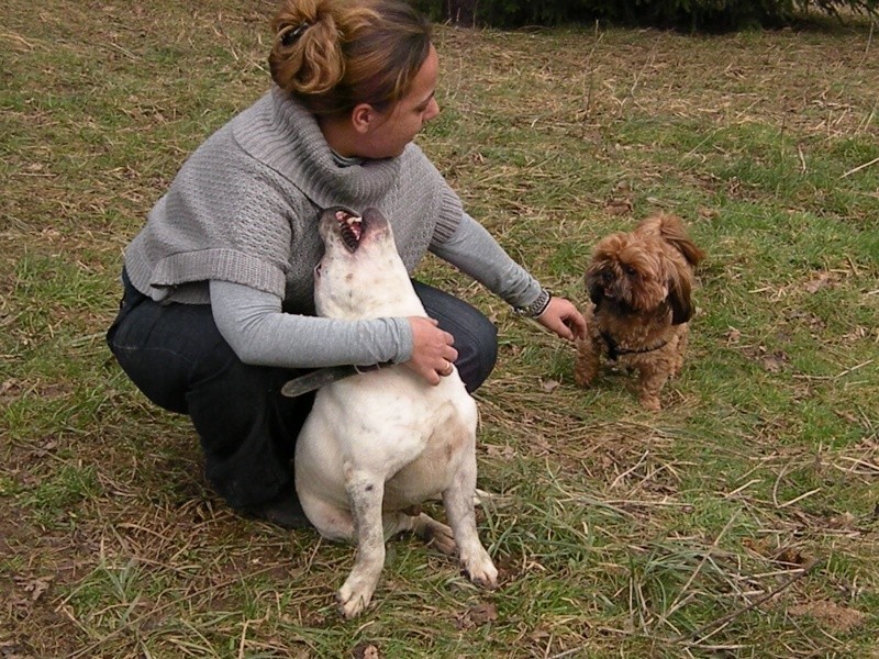 Buddy Staffie à placer Jocker22