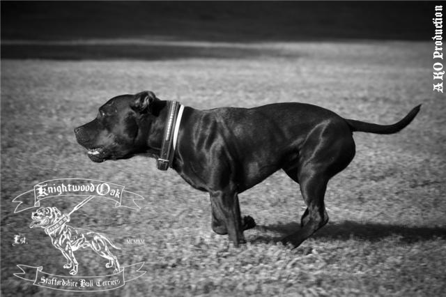 Knightwood Oak update - http://www.knightwoodoak-staffies.com/  Logo_210