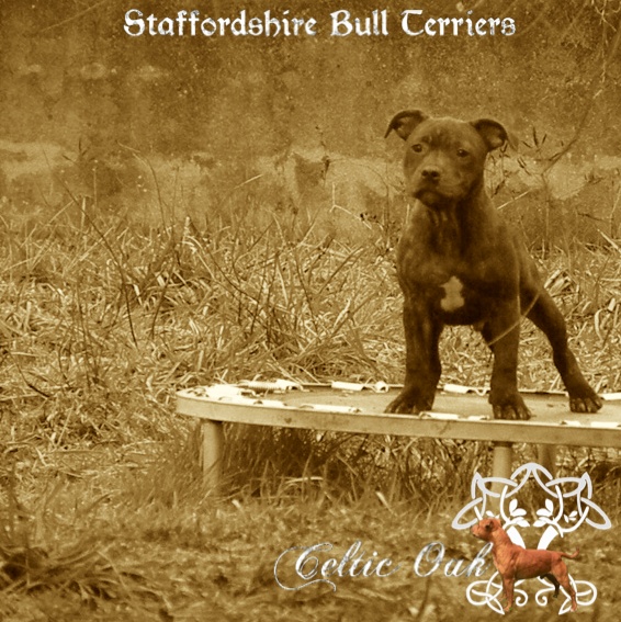 Celtic Oak Update - http://www.staffordshirebullterrier-celticoak.com/ Logo_410