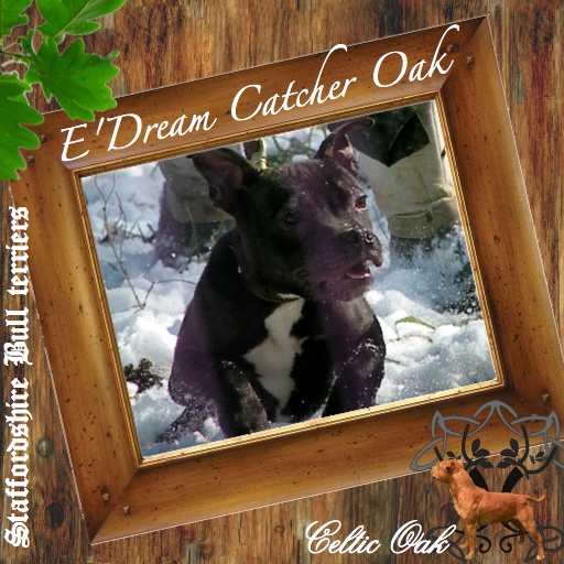 Celtic Oak Update - http://www.staffordshirebullterrier-celticoak.com/ Logo_d13