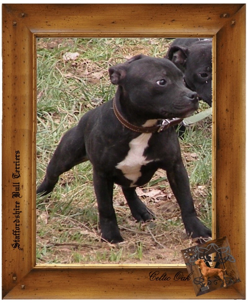 Celtic Oak Update - http://www.staffordshirebullterrier-celticoak.com/ - Page 2 Logo_d25