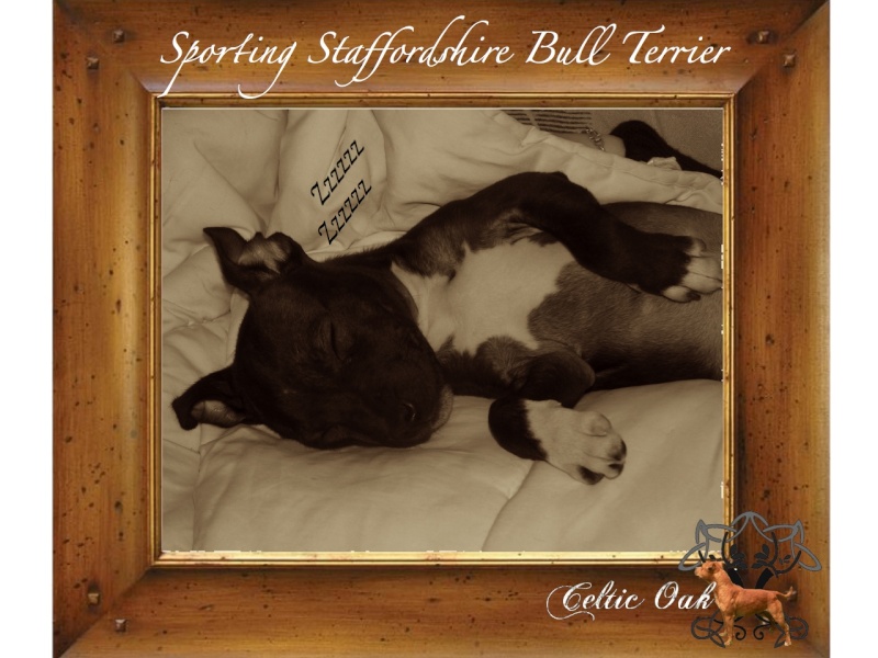 Celtic Oak Update - http://www.staffordshirebullterrier-celticoak.com/ Logo_e15