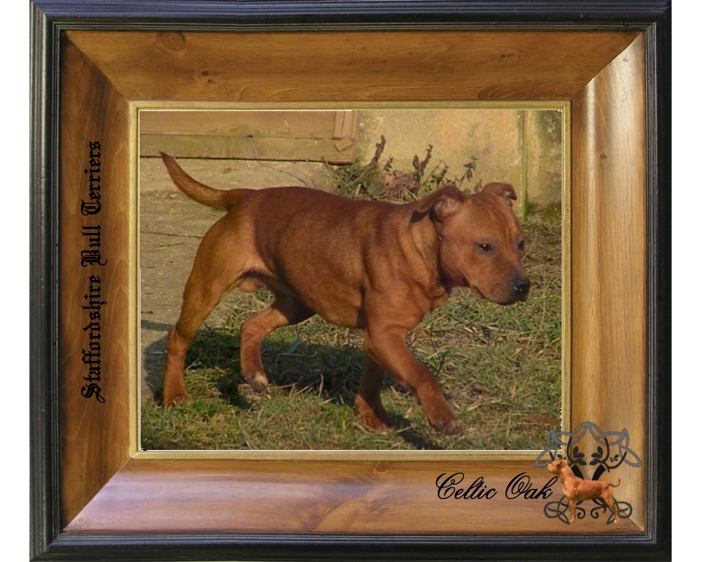 Celtic Oak Update - http://www.staffordshirebullterrier-celticoak.com/ Logo_n11