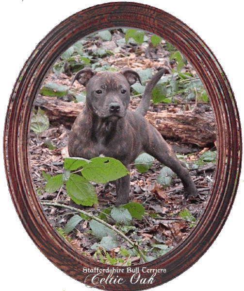 Celtic Oak Update - http://www.staffordshirebullterrier-celticoak.com/ Logo_p10