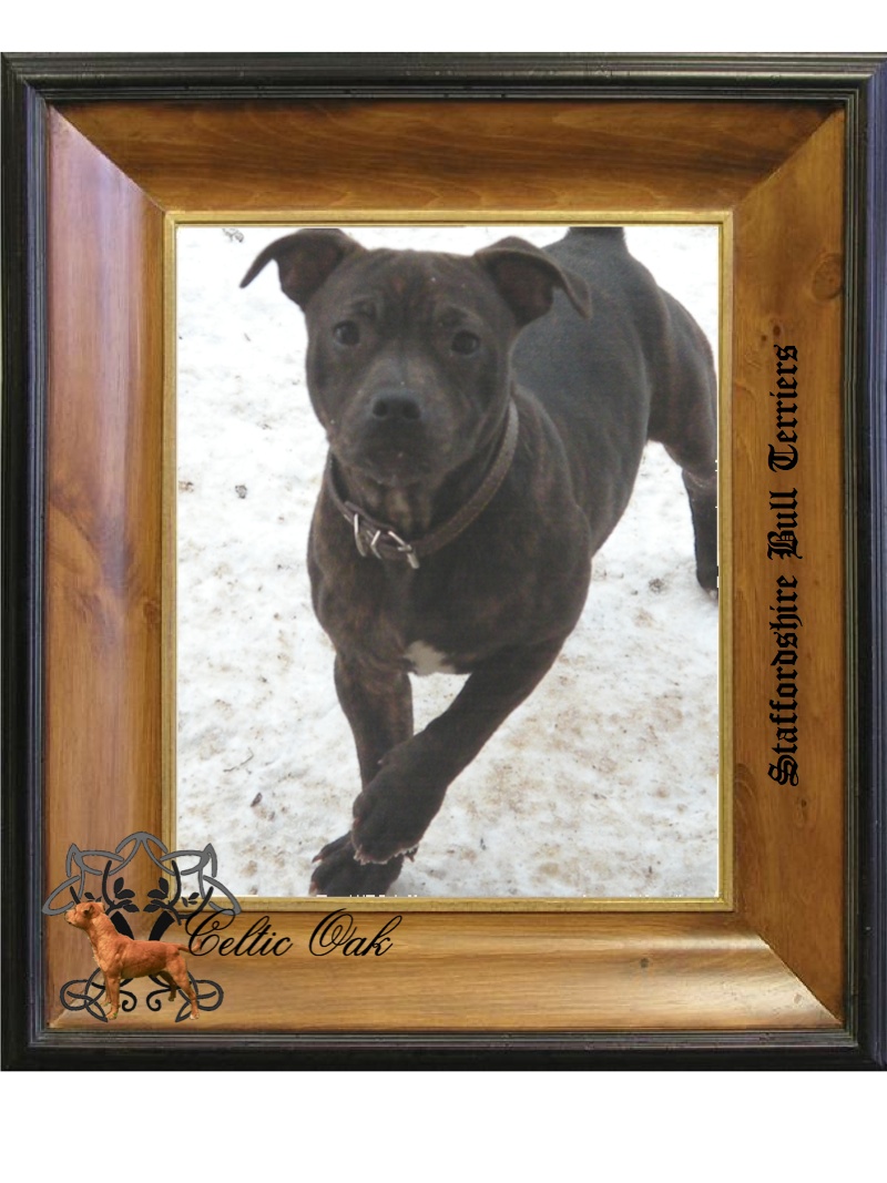 Celtic Oak Update - http://www.staffordshirebullterrier-celticoak.com/ Logo_p21