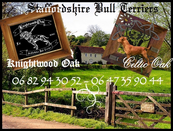 Celtic Oak Update - http://www.staffordshirebullterrier-celticoak.com/ Logo_s10