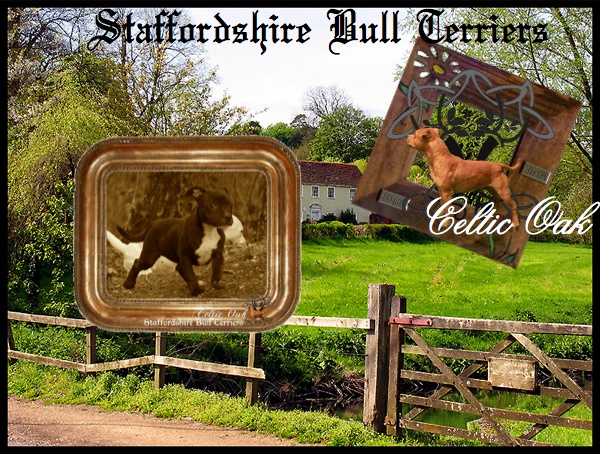 Celtic Oak Update - http://www.staffordshirebullterrier-celticoak.com/ Logo_s15