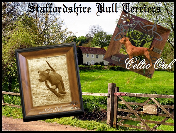 Celtic Oak Update - http://www.staffordshirebullterrier-celticoak.com/ Logo_s16