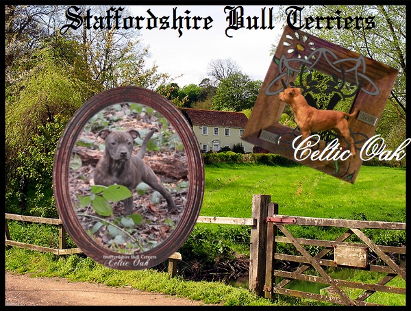 Celtic Oak Update - http://www.staffordshirebullterrier-celticoak.com/ Logo_s17