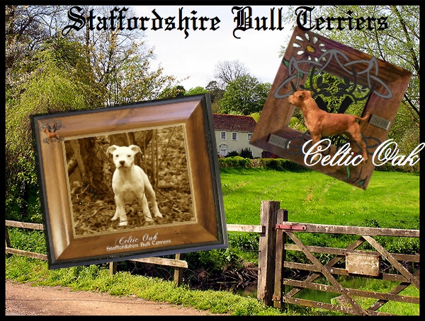 Celtic Oak Update - http://www.staffordshirebullterrier-celticoak.com/ Logo_s18