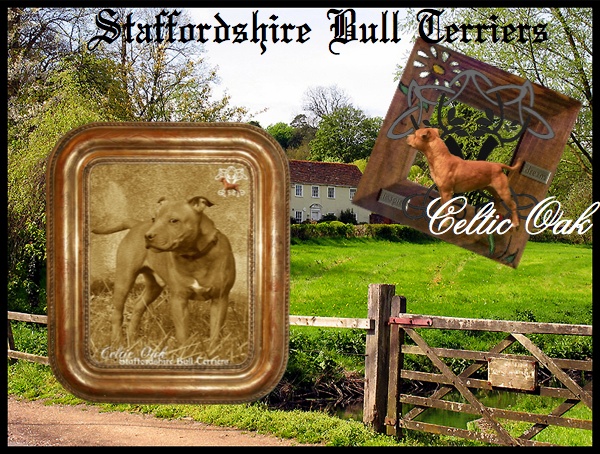 Celtic Oak Update - http://www.staffordshirebullterrier-celticoak.com/ Logo_s19