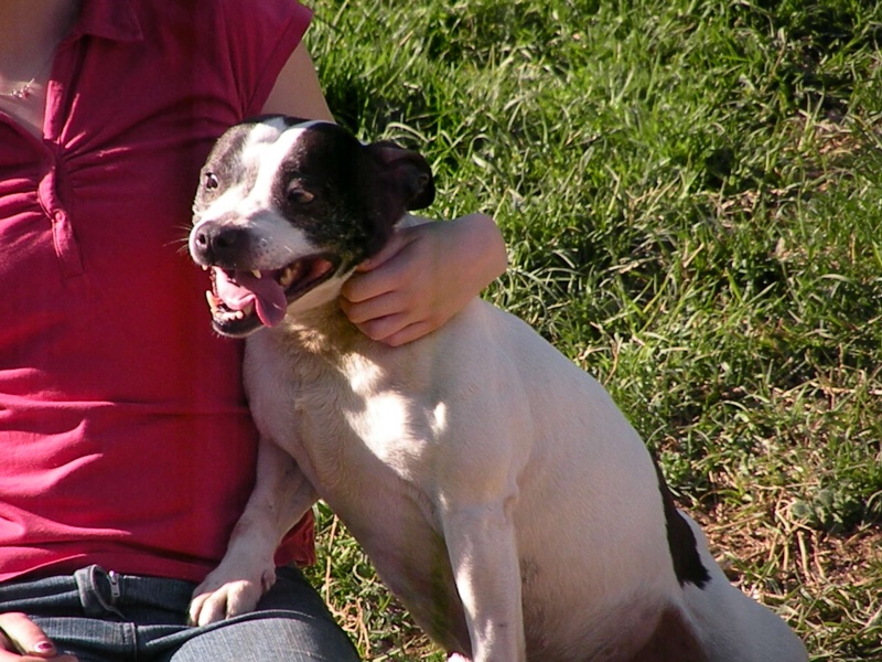 Springtime pour les staffies Oaks0676