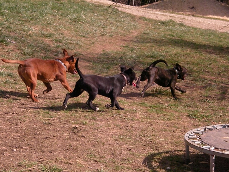 Springtime pour les staffies Oaks1932