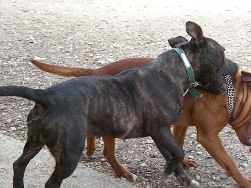 Springtime pour les staffies Oaks1943