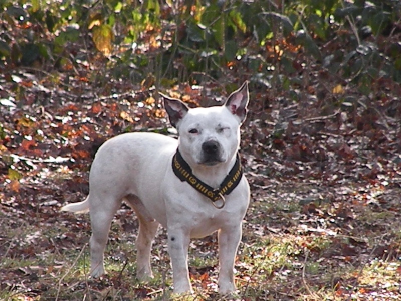 Buddy Staffie à placer Oaks2467