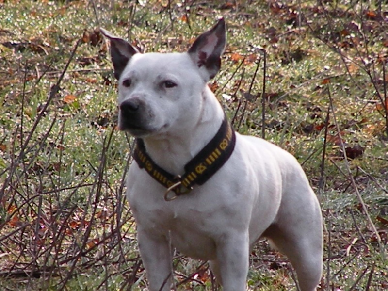 Buddy Staffie à placer Oaks2468