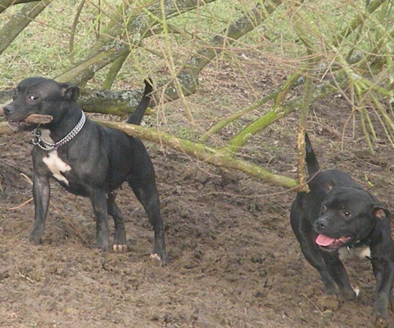 Charlie and his wife Drift ^^ - scène de ménage autour d'un bout de bois ^^ Theoa163