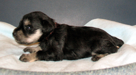 MIniature Schnauzers Black- Litter "J" born 09.09.2010. - Page 2 Femmin12