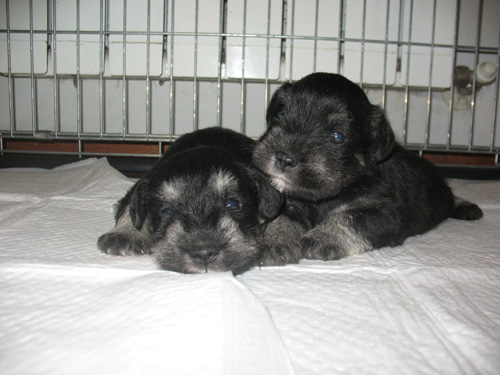 My miniature Schnauzers black and silver.. Img_2910