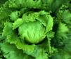 Značaj povrća u ishrani Salata11