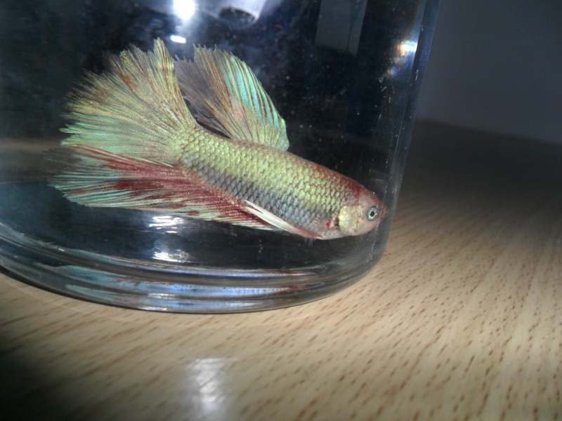 demande d identification betta(forme + couleur) Sam_3231