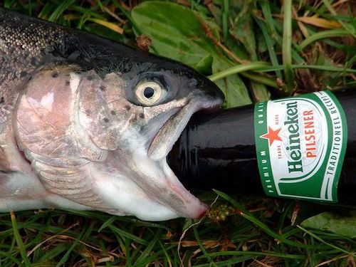 aidez moi , ma biére est bue Fish_h10