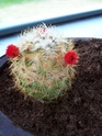 Identification de cactus 100_1310