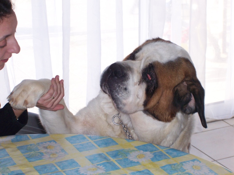 bouba st bernard de 3 ans 100_0857