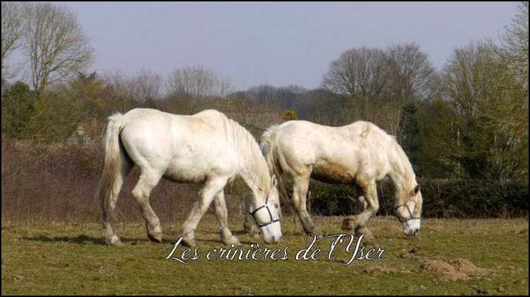  2 Hongres Boulonnais de 13 ans à placer (62) Mm10