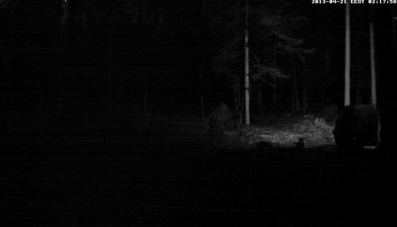 Alataguse Bear Cam 2013 - Page 2 Vlcsn178