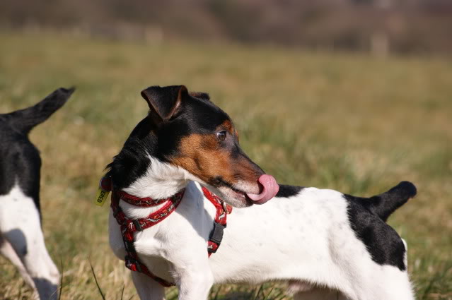 Daisy and George 17month old JRT's Dsc06610