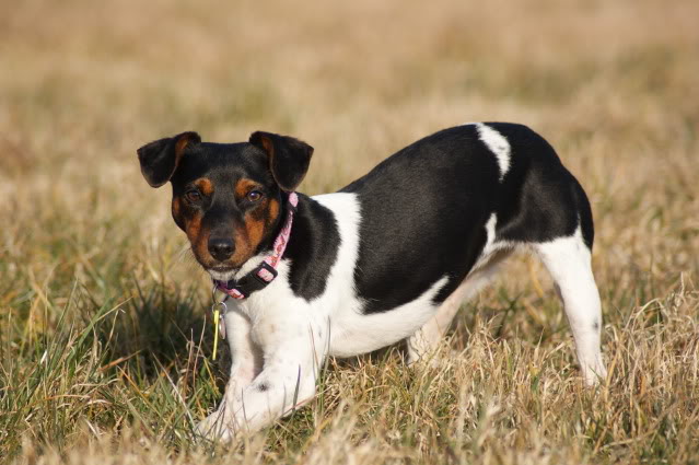 Daisy and George 17month old JRT's Dsc07510