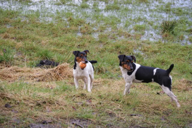 Daisy and George 17month old JRT's Dsc07910