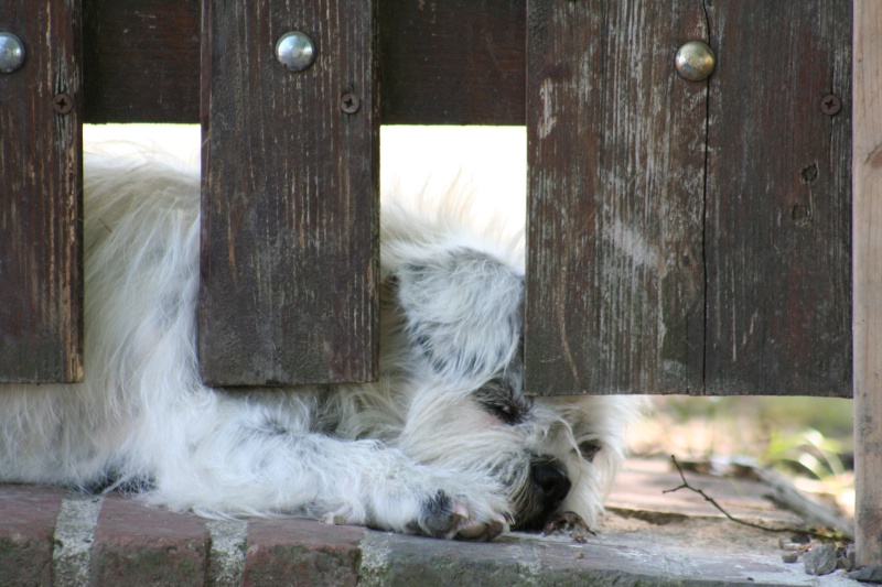 Qu'elle est votre race de chien préférée ? - Page 4 Egi-li11