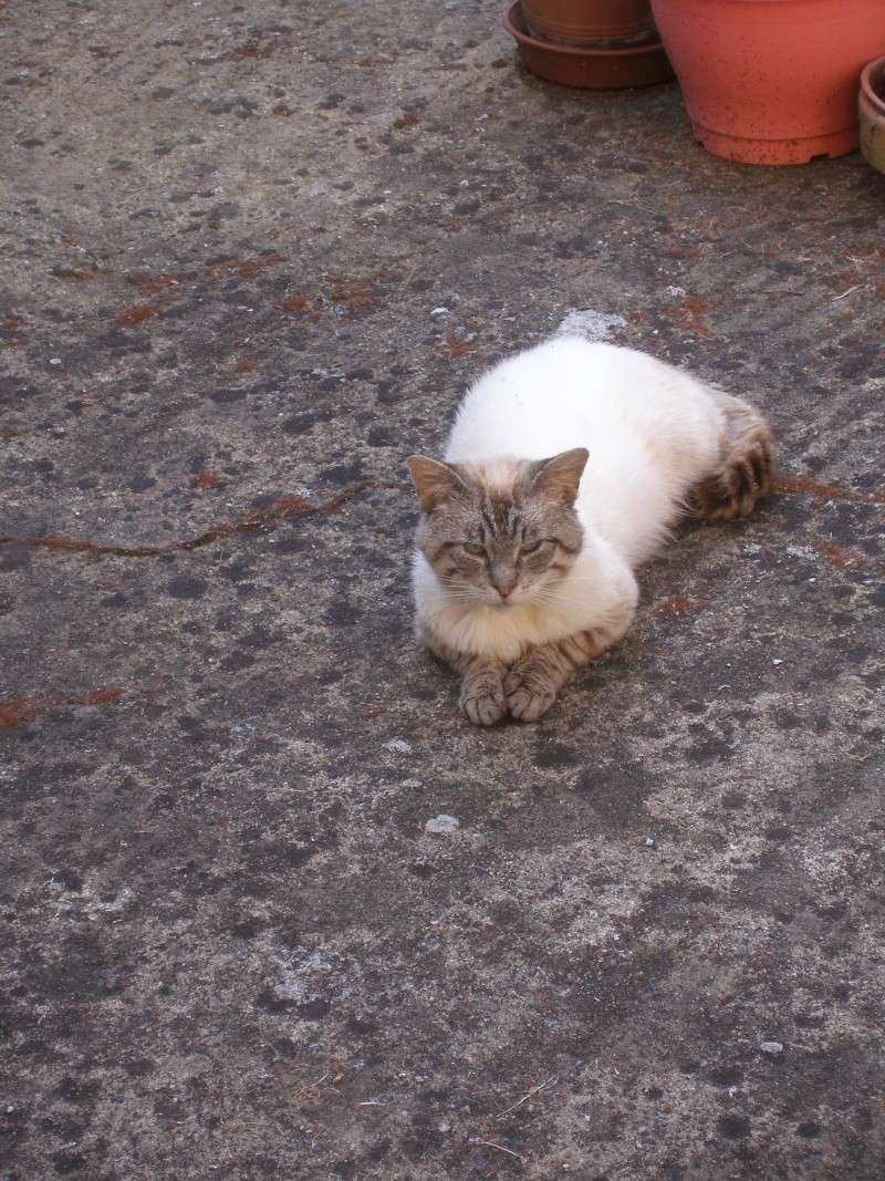 AZUR CROISE SIAMOIS fiv+ OK chats recherche FAMILLE (en FA à Amiens) ADPK P1010310