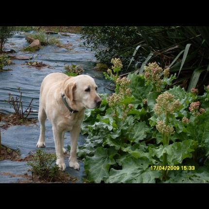 Perdu TESSy femelle labrador sable à 35160 Monterfil (FEVRIER 2011) Tessy10