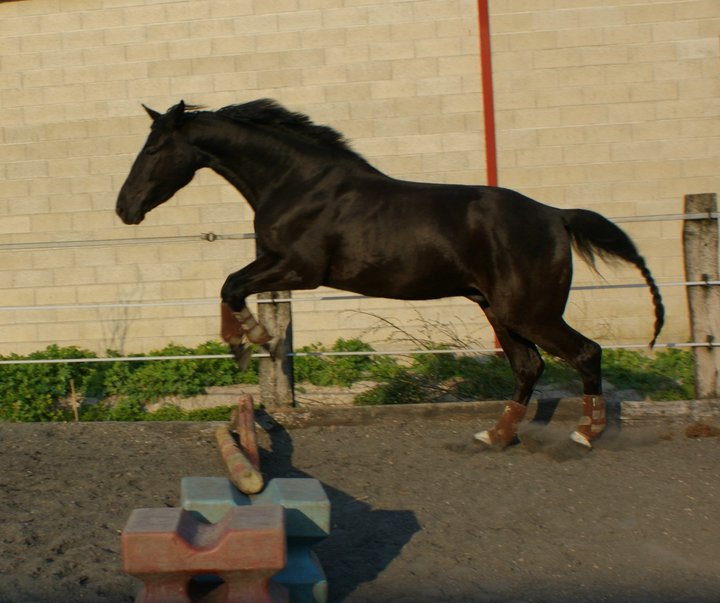 uciano des blanfossés  21643810