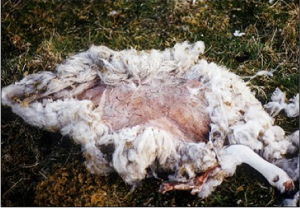 Des moutons attaqués par des ovnis Mouton12