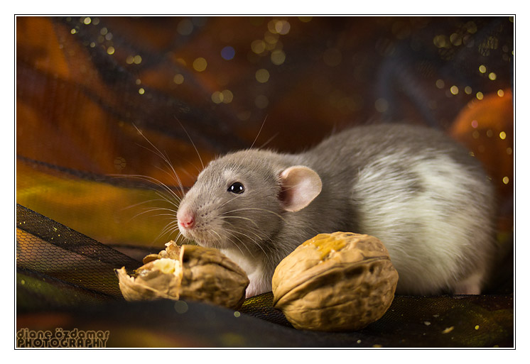 Couleur de deux petit ratons Heimda10