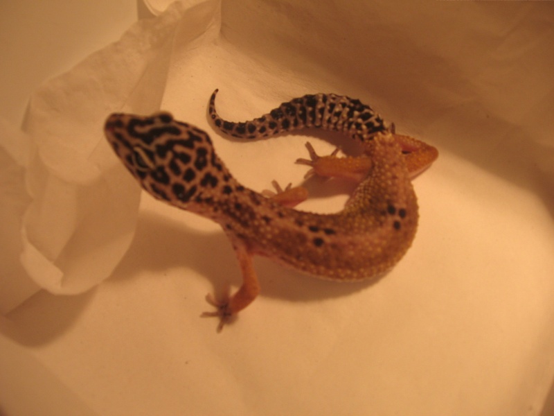 Mes gecko léopards 06031112