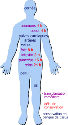 Don d’organes : vous avez une minute? Homme_10