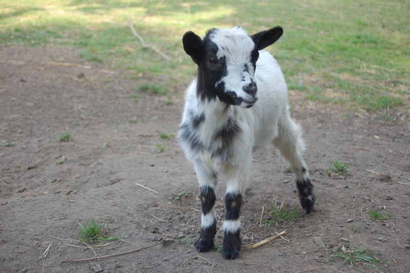 maltraitance de petite chevre, que faire ? Dsc_0813