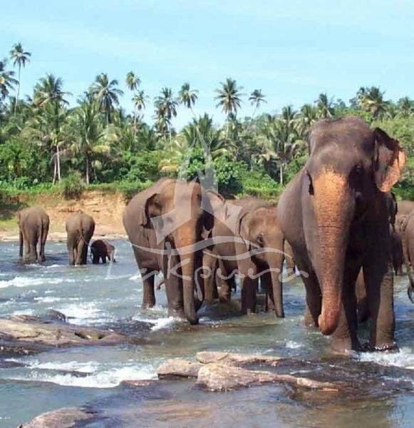 Pinnewala, l'orfanotrofio degli elefanti al Sri Lanka. 79-1-p10