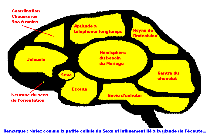 cerveau de l'homme Cervea10